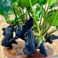 Scapeshop.com.au One Only Rainforest Garden Driftwood Creation - One Only - Amazing Rainforest Garden Driftwood Creation - One Only - Amazing