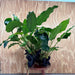 Scapeshop.com.au One Only Rainforest Garden Driftwood Creation - One Only - Amazing Rainforest Garden Driftwood Creation - One Only - Amazing