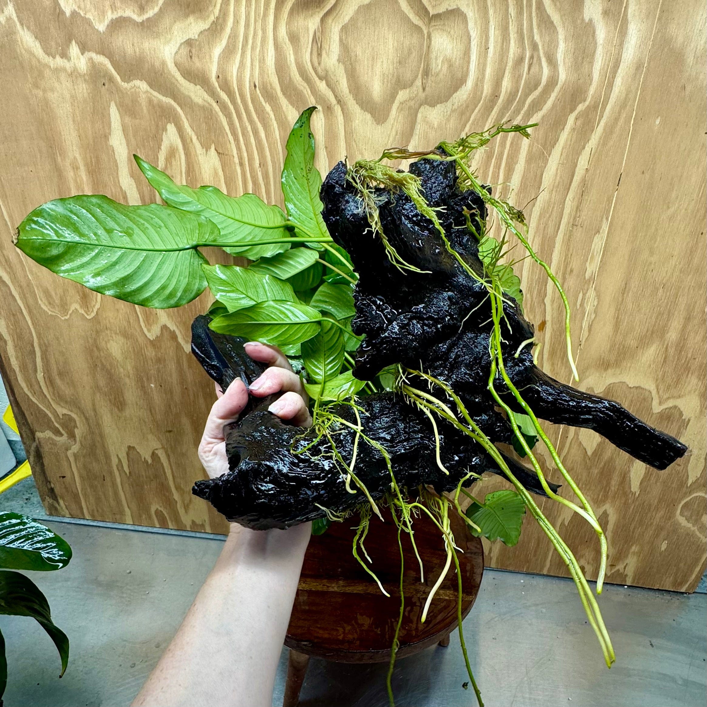 Scapeshop.com.au One Only Rainforest Garden Driftwood Creation - One Only - Fabulous Rainforest Garden Driftwood Creation - One Only - Fabulous