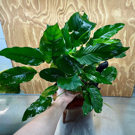 Scapeshop.com.au One Only Rainforest Garden Driftwood Creation - One Only - Fabulous Rainforest Garden Driftwood Creation - One Only - Fabulous