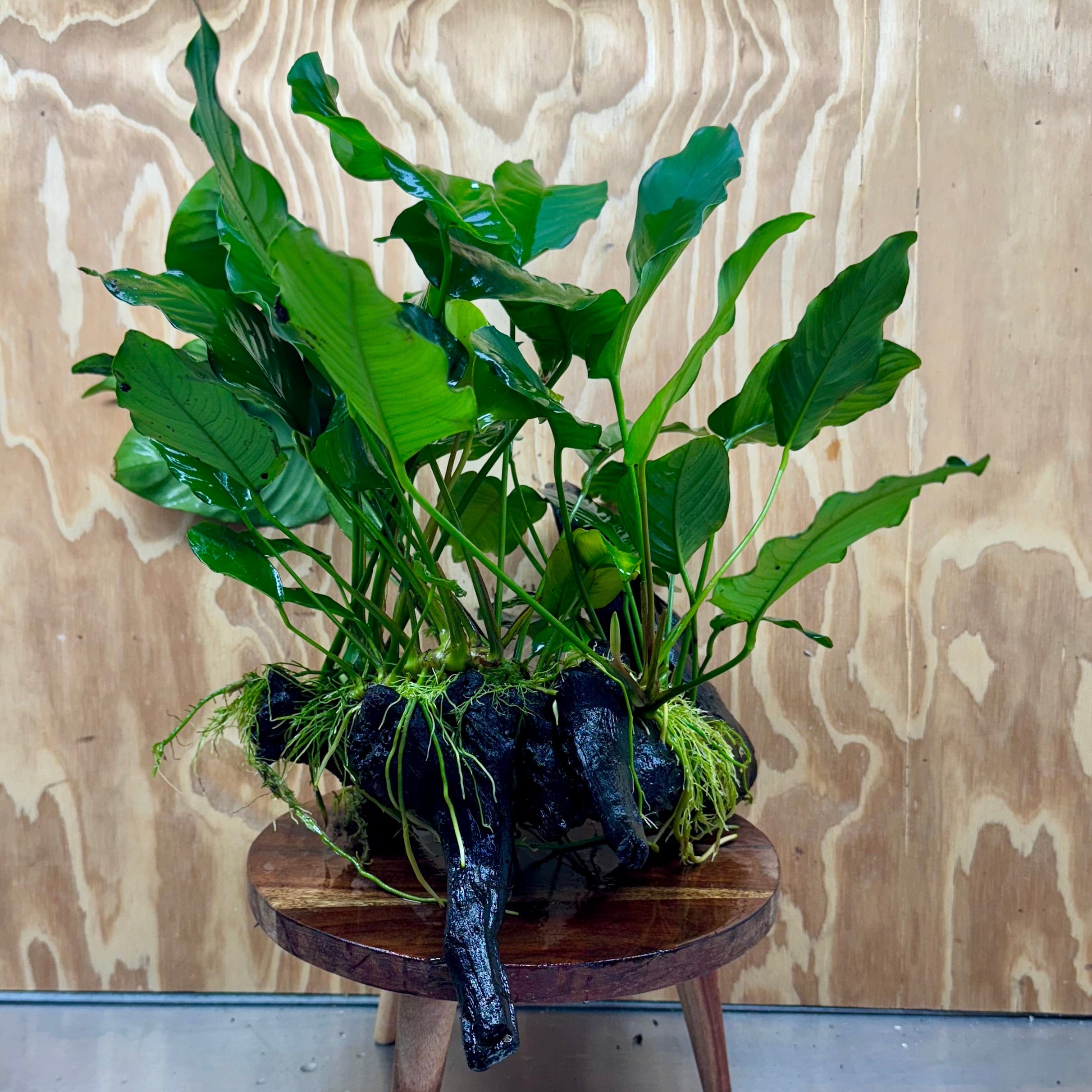 Scapeshop.com.au One Only Rainforest Garden Driftwood Creation - One Only - Fabulous Rainforest Garden Driftwood Creation - One Only - Fabulous