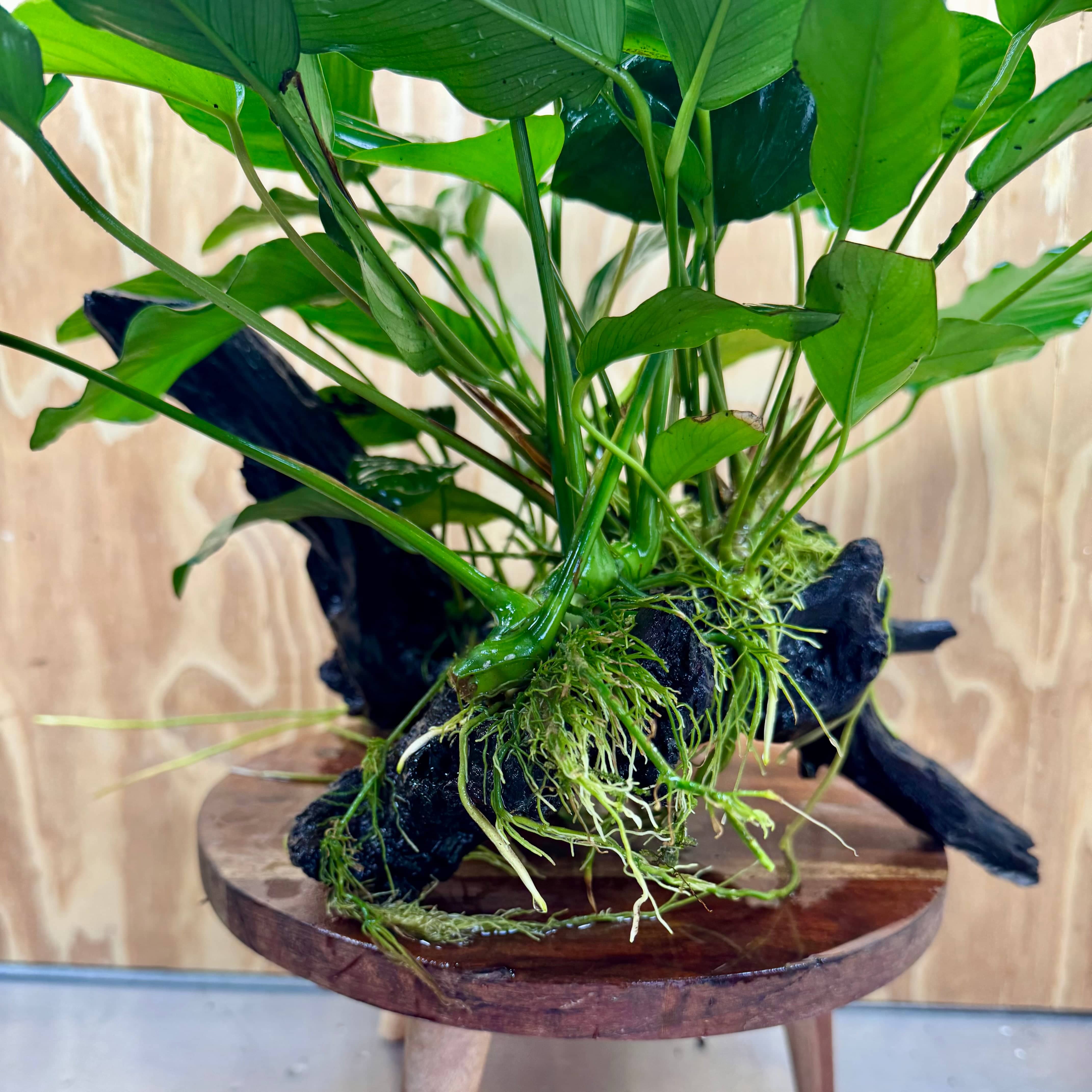 Scapeshop.com.au One Only Rainforest Garden Driftwood Creation - One Only - Fabulous Rainforest Garden Driftwood Creation - One Only - Fabulous