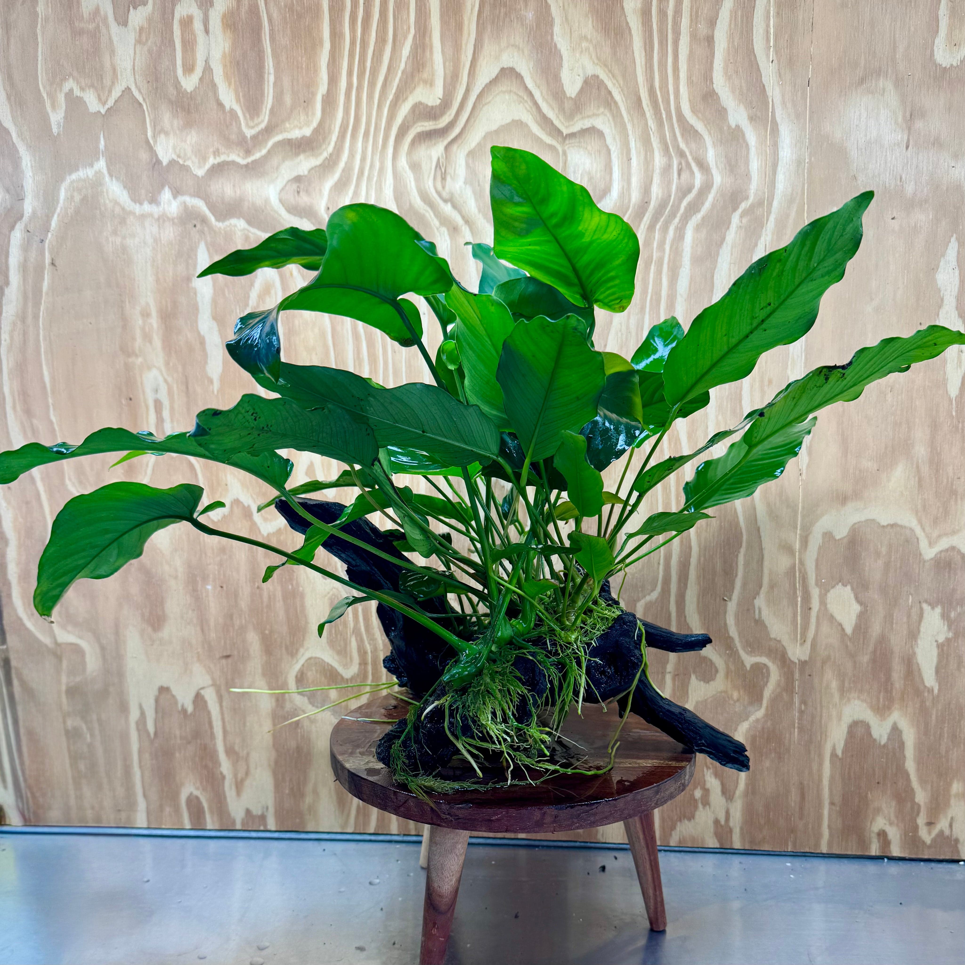 Scapeshop.com.au One Only Rainforest Garden Driftwood Creation - One Only - Fabulous Rainforest Garden Driftwood Creation - One Only - Fabulous