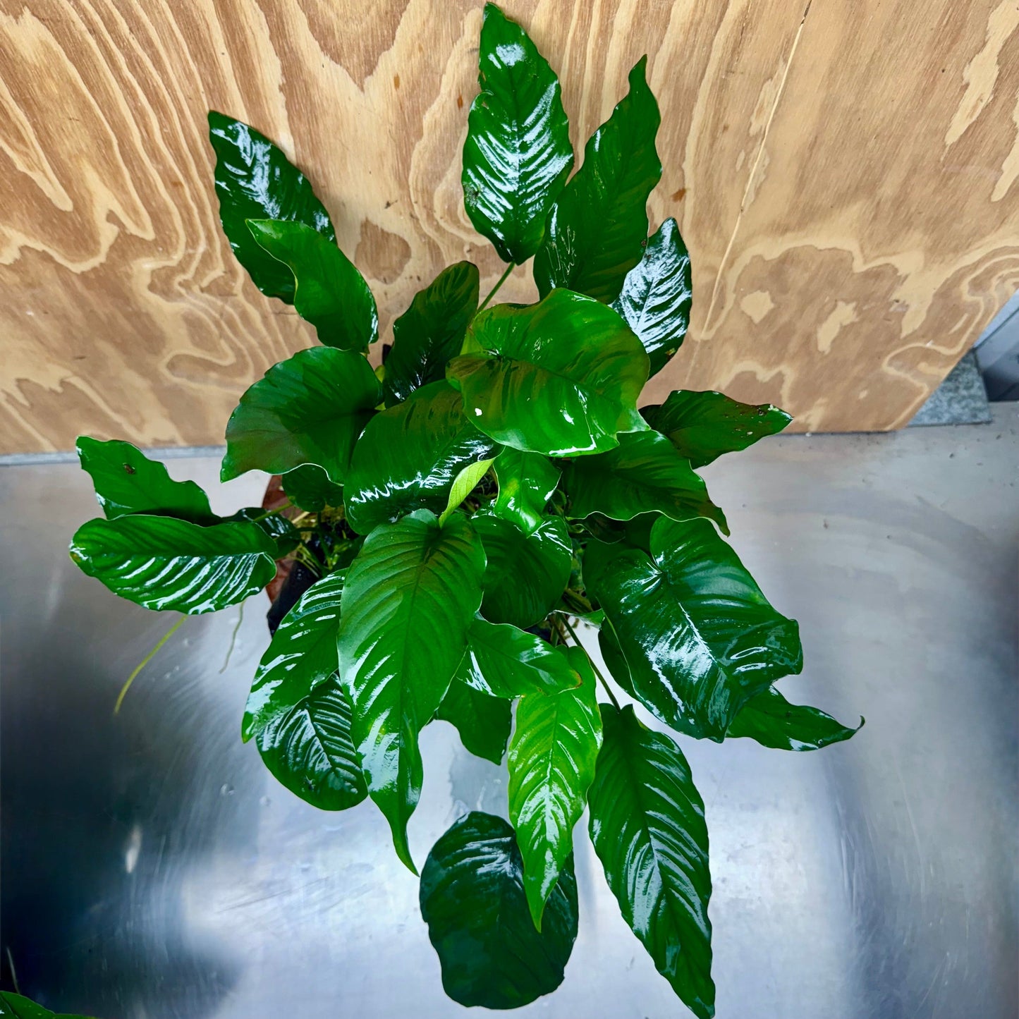 Scapeshop.com.au One Only Rainforest Garden Driftwood Creation - One Only - Fabulous Rainforest Garden Driftwood Creation - One Only - Fabulous