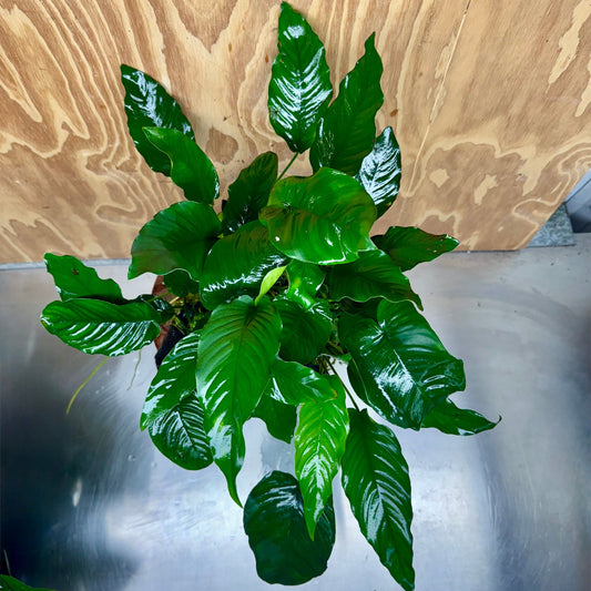 Scapeshop.com.au One Only Rainforest Garden Driftwood Creation - One Only - Fabulous Rainforest Garden Driftwood Creation - One Only - Fabulous