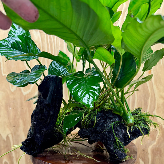 Scapeshop.com.au One Only Rainforest Garden Driftwood Creation - One Only - Fabulous Rainforest Garden Driftwood Creation - One Only - Fabulous