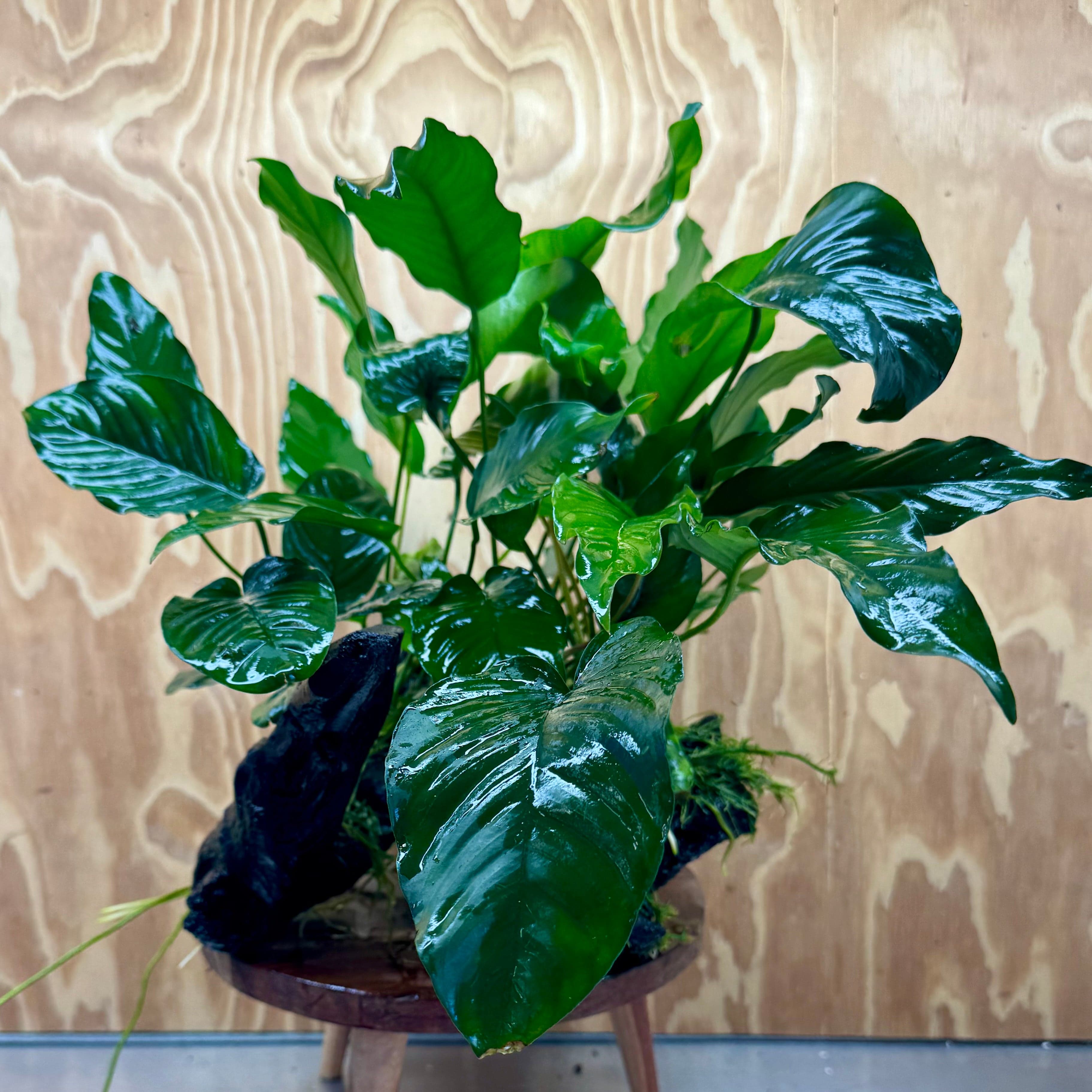 Scapeshop.com.au One Only Rainforest Garden Driftwood Creation - One Only - Fabulous Rainforest Garden Driftwood Creation - One Only - Fabulous