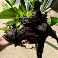 Scapeshop.com.au One Only Rainforest Garden Driftwood Creation - One Only - Fabulous Rainforest Garden Driftwood Creation - One Only - Fabulous