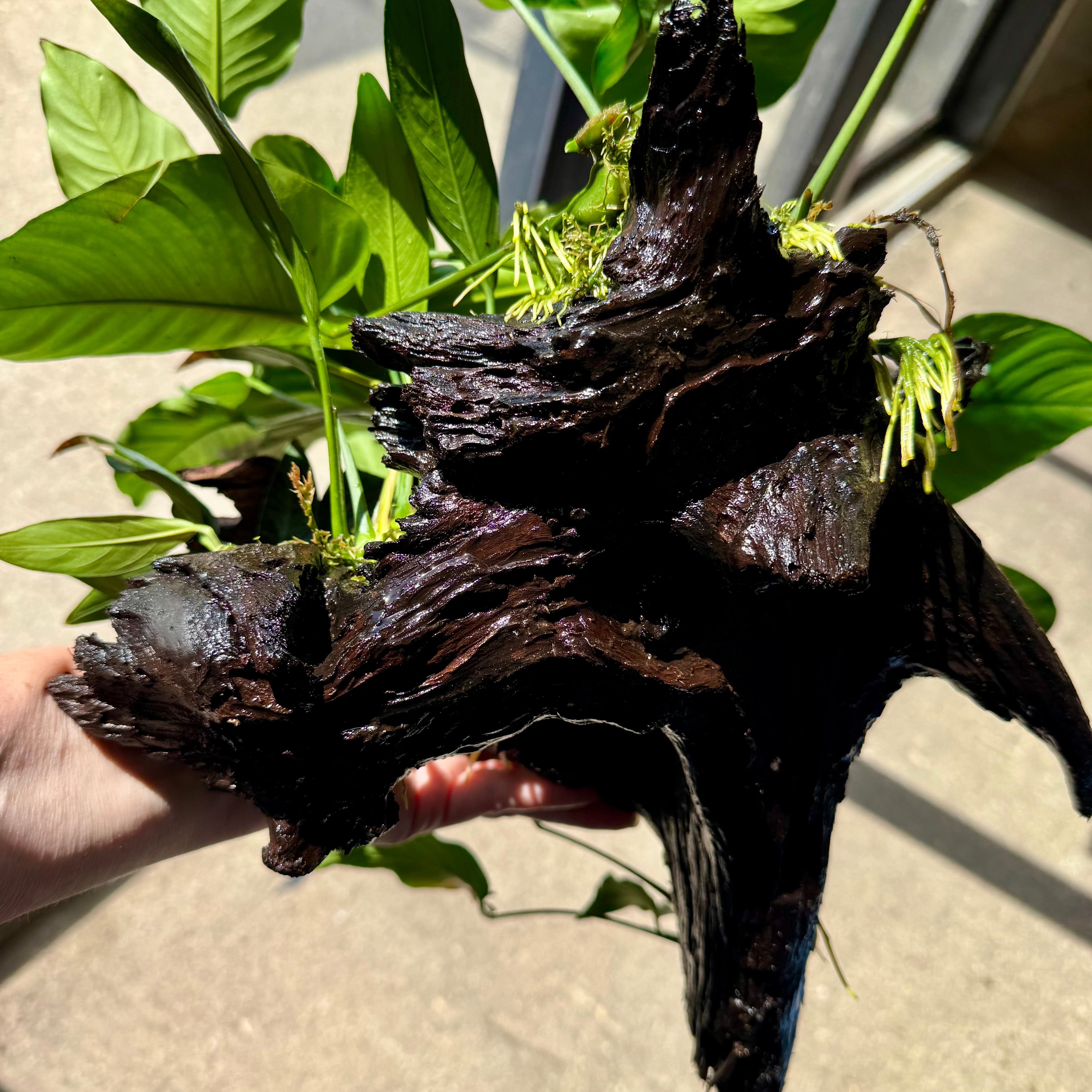 Scapeshop.com.au One Only Rainforest Garden Driftwood Creation - One Only - Fabulous Rainforest Garden Driftwood Creation - One Only - Fabulous