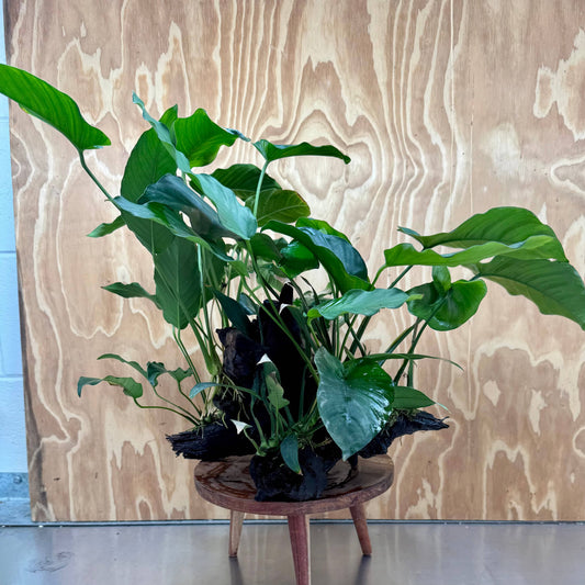 Scapeshop.com.au One Only Rainforest Garden Driftwood Creation - One Only - Fabulous Rainforest Garden Driftwood Creation - One Only - Fabulous