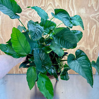 Scapeshop.com.au One Only Rainforest Garden Driftwood Creation - One Only - Fabulous Rainforest Garden Driftwood Creation - One Only - Fabulous