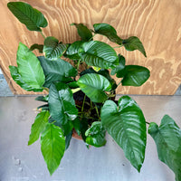 Scapeshop.com.au One Only Rainforest Garden Driftwood Creation - One Only - Fabulous Rainforest Garden Driftwood Creation - One Only - Fabulous