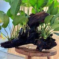 Scapeshop.com.au One Only Rainforest Garden Driftwood Creation - One Only - Fabulous Rainforest Garden Driftwood Creation - One Only - Fabulous