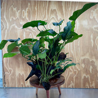 Scapeshop.com.au One Only Rainforest Garden Driftwood Creation - One Only - Fabulous Rainforest Garden Driftwood Creation - One Only - Fabulous