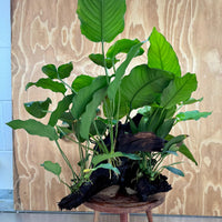 Scapeshop.com.au One Only Rainforest Garden Driftwood Creation - One Only - Fabulous Rainforest Garden Driftwood Creation - One Only - Fabulous