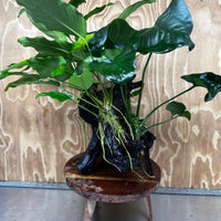 Scapeshop.com.au One Only Rainforest Garden Driftwood Creation - One Only - Fabulous Rainforest Garden Driftwood Creation - One Only - Fabulous