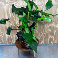Scapeshop.com.au One Only Rainforest Garden Driftwood Creation - One Only - Fabulous Rainforest Garden Driftwood Creation - One Only - Fabulous