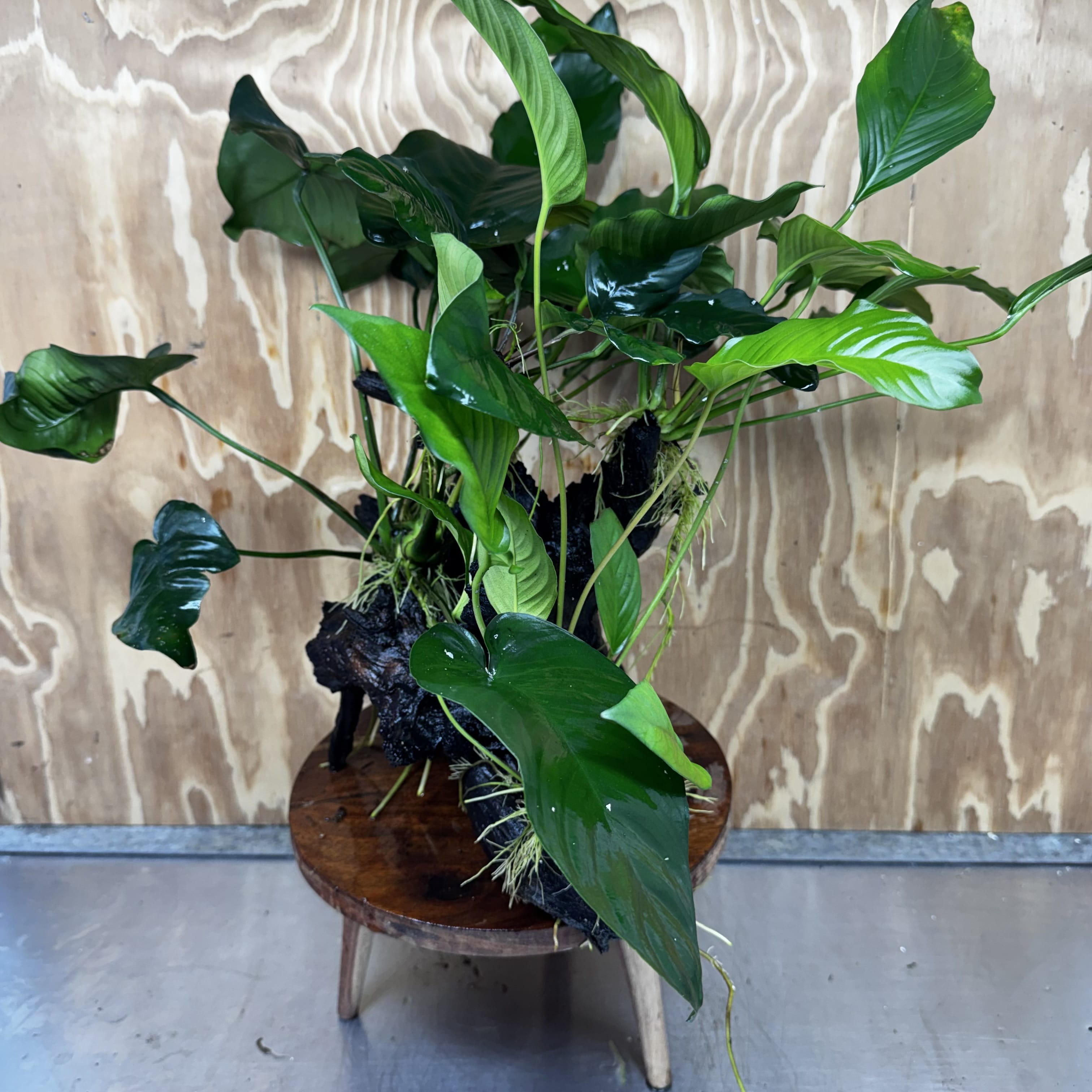 Scapeshop.com.au One Only Rainforest Garden Driftwood Creation - One Only - Fabulous Rainforest Garden Driftwood Creation - One Only - Fabulous