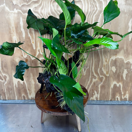 Scapeshop.com.au One Only Rainforest Garden Driftwood Creation - One Only - Fabulous Rainforest Garden Driftwood Creation - One Only - Fabulous