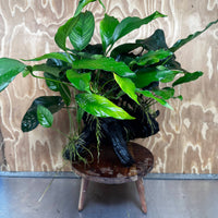 Scapeshop.com.au One Only Rainforest Garden Driftwood Creation - One Only - Fabulous Rainforest Garden Driftwood Creation - One Only - Fabulous