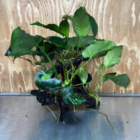 Scapeshop.com.au One Only Rainforest Garden Driftwood Creation - One Only - Fabulous Rainforest Garden Driftwood Creation - One Only - Fabulous
