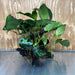 Scapeshop.com.au One Only Rainforest Garden Driftwood Creation - One Only - Fabulous Rainforest Garden Driftwood Creation - One Only - Fabulous