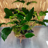 Scapeshop.com.au One Only Rainforest Garden Driftwood Creation - One Only - Fabulous Rainforest Garden Driftwood Creation - One Only - Fabulous