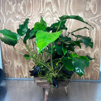 Scapeshop.com.au One Only Rainforest Garden Driftwood Creation - One Only - Fabulous Rainforest Garden Driftwood Creation - One Only - Fabulous