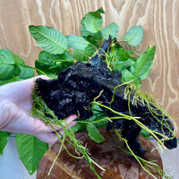 Scapeshop.com.au One Only Rainforest Garden Driftwood Creation - One Only - Grand Rainforest Garden Driftwood Creation - One Only - Grand