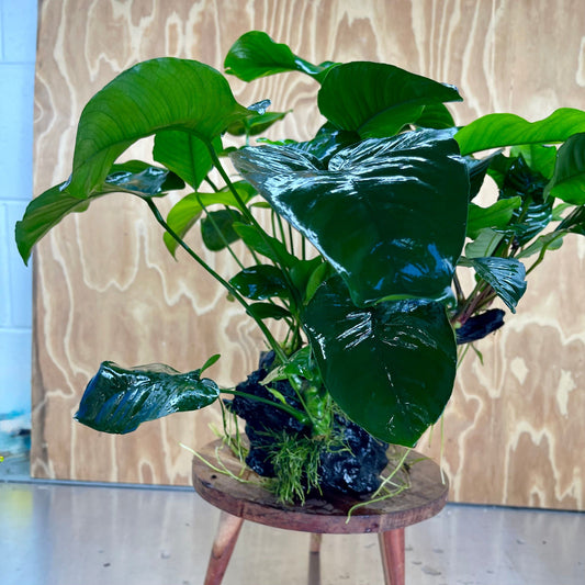 Scapeshop.com.au One Only Rainforest Garden Driftwood Creation - One Only - Grand Rainforest Garden Driftwood Creation - One Only - Grand