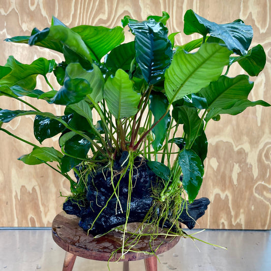 Scapeshop.com.au One Only Rainforest Garden Driftwood Creation - One Only - Grand Rainforest Garden Driftwood Creation - One Only - Grand