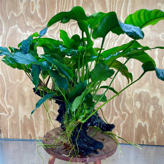 Scapeshop.com.au One Only Rainforest Garden Driftwood Creation - One Only - Grand Rainforest Garden Driftwood Creation - One Only - Grand