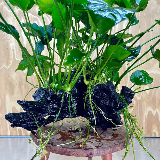 Scapeshop.com.au One Only Rainforest Garden Driftwood Creation - One Only - Grand Rainforest Garden Driftwood Creation - One Only - Grand