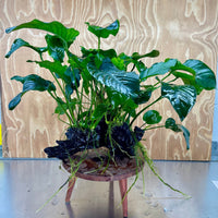 Scapeshop.com.au One Only Rainforest Garden Driftwood Creation - One Only - Grand Rainforest Garden Driftwood Creation - One Only - Grand