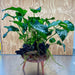 Scapeshop.com.au One Only Rainforest Garden Driftwood Creation - One Only - Grand Rainforest Garden Driftwood Creation - One Only - Grand