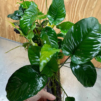 Scapeshop.com.au One Only Rainforest Garden Driftwood Creation - One Only - Grand Rainforest Garden Driftwood Creation - One Only - Grand