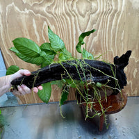 Scapeshop.com.au One Only Rainforest Garden Driftwood Creation - One Only - Grand Rainforest Garden Driftwood Creation - One Only - Grand