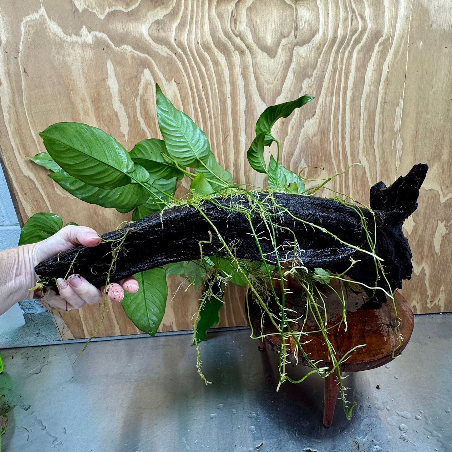 Scapeshop.com.au One Only Rainforest Garden Driftwood Creation - One Only - Grand Rainforest Garden Driftwood Creation - One Only - Grand