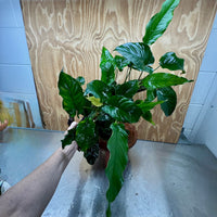 Scapeshop.com.au One Only Rainforest Garden Driftwood Creation - One Only - Grand Rainforest Garden Driftwood Creation - One Only - Grand