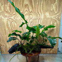 Scapeshop.com.au One Only Rainforest Garden Driftwood Creation - One Only - Grand Rainforest Garden Driftwood Creation - One Only - Grand