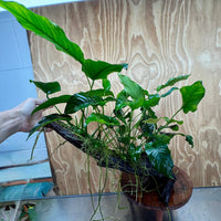 Scapeshop.com.au One Only Rainforest Garden Driftwood Creation - One Only - Grand Rainforest Garden Driftwood Creation - One Only - Grand