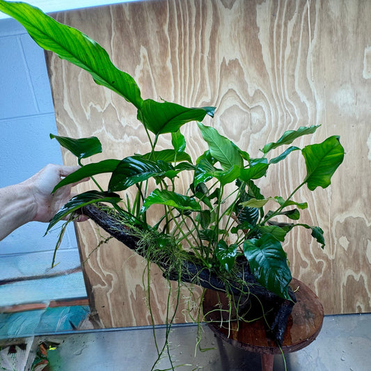 Scapeshop.com.au One Only Rainforest Garden Driftwood Creation - One Only - Grand Rainforest Garden Driftwood Creation - One Only - Grand