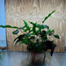 Scapeshop.com.au One Only Rainforest Garden Driftwood Creation - One Only - Grand Rainforest Garden Driftwood Creation - One Only - Grand