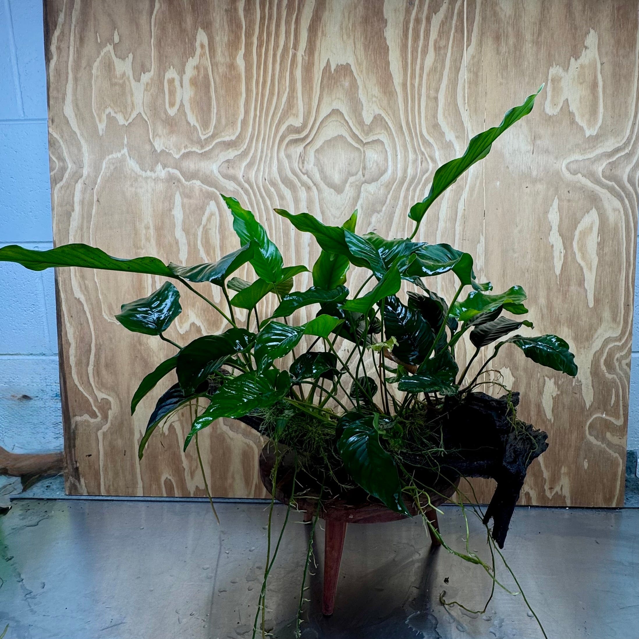 Scapeshop.com.au One Only Rainforest Garden Driftwood Creation - One Only - Grand Rainforest Garden Driftwood Creation - One Only - Grand