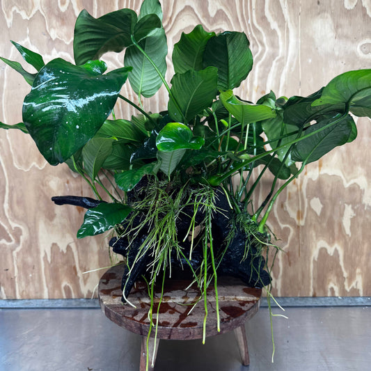 Scapeshop.com.au One Only Rainforest Garden Driftwood Creation - One Only - Grand Rainforest Garden Driftwood Creation - One Only - Grand