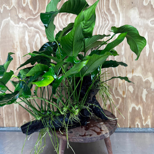 Scapeshop.com.au One Only Rainforest Garden Driftwood Creation - One Only - Grand Rainforest Garden Driftwood Creation - One Only - Grand