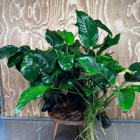 Scapeshop.com.au One Only Rainforest Garden Driftwood Creation - One Only - Grand Rainforest Garden Driftwood Creation - One Only - Grand