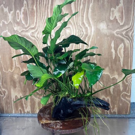 Scapeshop.com.au One Only Rainforest Garden Driftwood Creation - One Only - Grand Rainforest Garden Driftwood Creation - One Only - Grand