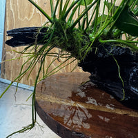 Scapeshop.com.au One Only Rainforest Garden Driftwood Creation - One Only - Grand Rainforest Garden Driftwood Creation - One Only - Grand