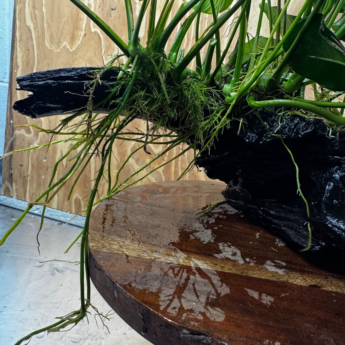 Scapeshop.com.au One Only Rainforest Garden Driftwood Creation - One Only - Grand Rainforest Garden Driftwood Creation - One Only - Grand
